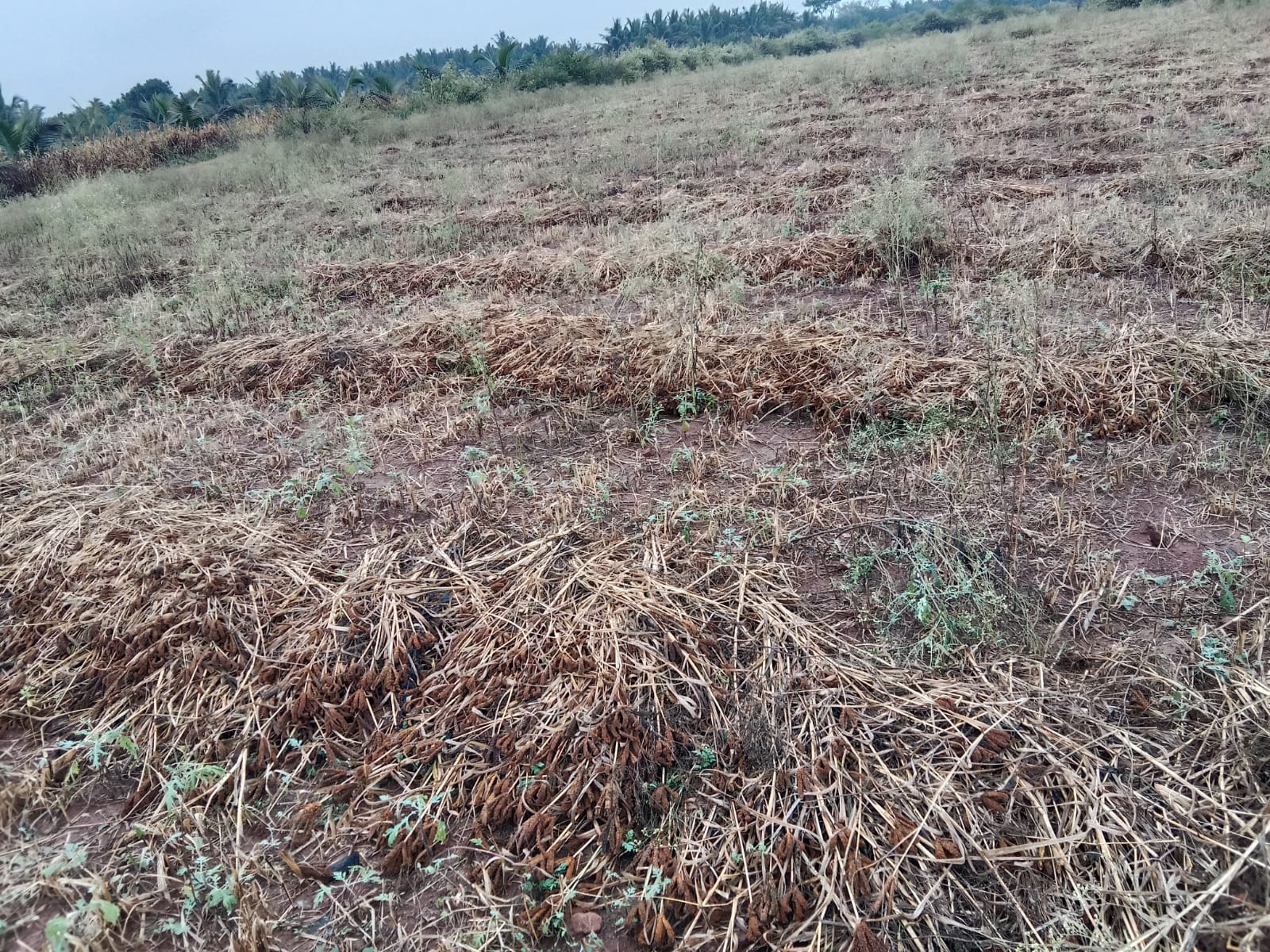 ಮೂರು ಎಕರೆಯಲ್ಲಿ ಬೆಳೆದಿದ್ದ ರಾಗಿ ಬೆಳೆ ಸಂಪೂರ್ಣ ನಾಶ