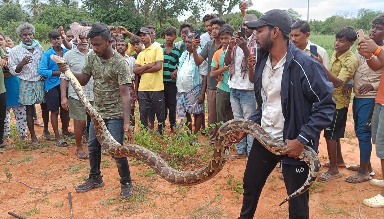 ಬಯಲಲ್ಲಿ ಮೇಯುತ್ತಿದ್ದ ಮೇಕೆ ಹೆಬ್ಬಾವಿಗೆ ಬಲಿ